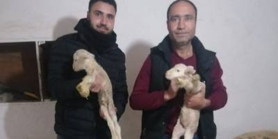 İzmir'de şaşırtan olay: Yeni doğan kuzu 'Anne' diye seslendi