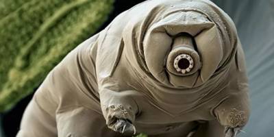 'Dünyanın en dayanıklısı' unvanını tescilledi: Su ayısı 30 yıl sonra yeniden canlandı