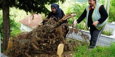 Ceset yiyen ayı, yeniden ortaya çıktı!