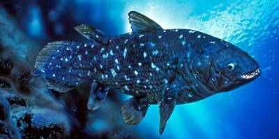 Bilim insanlarından yeni balık keşfi: 'Yaşayan fosil' 100 yıl yaşıyor, hamileliği 5 yıl sürüyor