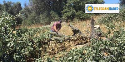 KK: 'Feriştahı gelse yolumuzdan döndüremezler!' Güzelbahçe'de sisteme organize müteahhitler ağaç katliamlarını sürdürüyor...