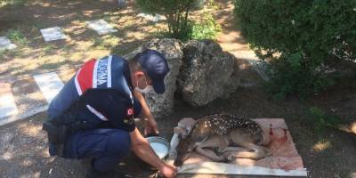 Afyonkarahisar'da jandarma ekiplerince yaralı halde bulunan geyik yavrusu koruma altına alındı