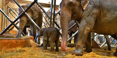 İzmir’in fil ailesi üçüncü yavrusuna kavuştu