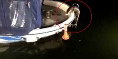 Nesli tükenme tehlikesi altındaki su samurları görüldü: Yiyecek bulmak için tekneye çıktılar