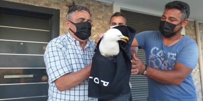 Seferihisar'da yaralı bulunan martı tedaviye alındı