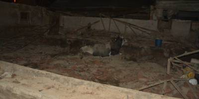 Afyonkarahisar'da sağanak sonrası çatısı çöken besihanedeki bir inek telef oldu