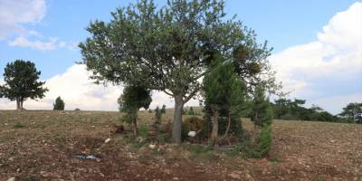 Denizli'de tarlada çalışan 7 kişi yıldırım düşmesi sonucu yaralandı