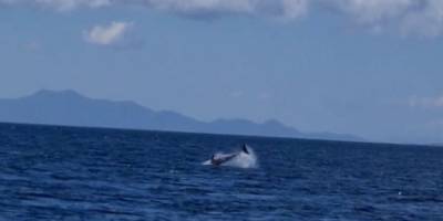 Müsilajdan kaçış! Yunuslar Bodrum’u mesken tuttu...