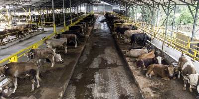 İstanbul’da kurban hareketliliği başladı