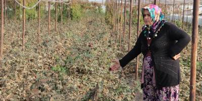 Sel sonrası 14 Şubat güllerinde ‘kara leke’ kabusu