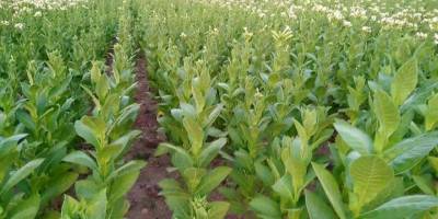 Türkiye, şark tipi tütün üretiminde birinci sıradaki yerini koruyor