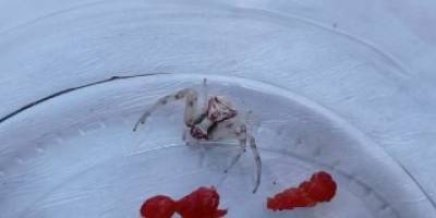 Türkiye’de 8 kez rastlanmıştı, 9’ncusu Sivas’ta görüldü