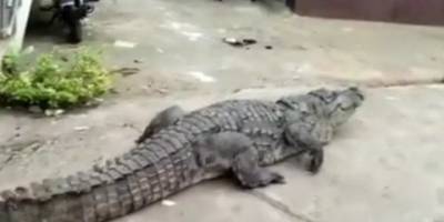 Hindistan'da dev timsah sokakta dolaşırken görüldü