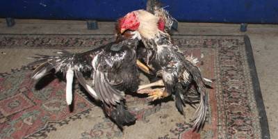 Aydın'da horoz dövüştüren kişilere ceza yağdı