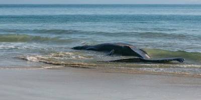 Çin’de 12 balina karaya vurdu