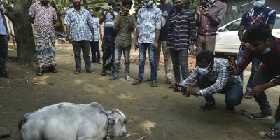 Cüce inek, Kovid-19'u unutturdu: 'Binlerce kişi görmek ve selfie çekmek için akın ediyor'