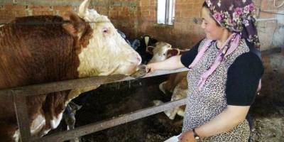 Afyonkarahisar'da 1 ton 650 kilogramlık "Paşa" isimli kurbanlık, pazara çıkarılamıyor