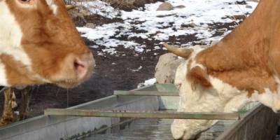 Aydın'da 22 mahallede Şap Karantinası uygulanmaya başladı