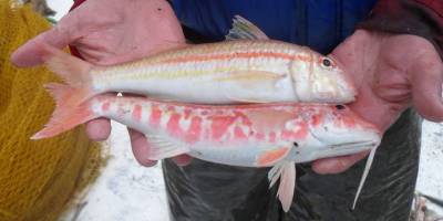 Su ürünleri ve hayvansal mamuller ihracatının yüzde 40'ı Ege'den