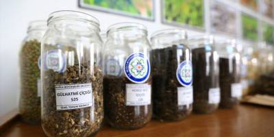 Muğla'da üretilen yerel tohumlar toprakla buluşuyor