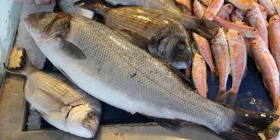 Türkiye'nin su ürünleri ihracatı yeni rekora koşuyor