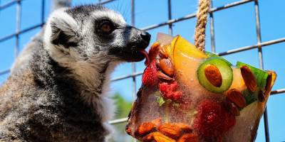 İzmir Doğal Yaşam Parkı'nın sakinleri dondurulmuş meyvelerle serinliyor