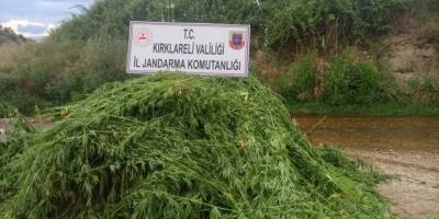 Ayçiçeği tarlasında 126 bin kök kenevir ele geçirildi