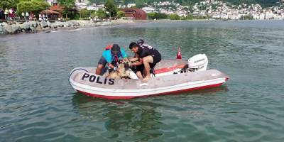 Bir köpek triatlon yarışmasında atletlerle denize açıldı, yorulunca kıyıya çıkarıldı