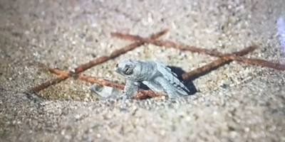 Yavru cerattalar dünyaca ünlü İztuzu Plajında mavi sularla buluşuyor