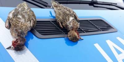 Koruma altındaki altın yağmurcun kuşlarını avladılar