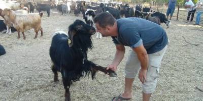 Satacağı keçiyle pazarlık yapıp tokalaştı: 'Ben seni bin 900 liraya sattım dedim, tebessüm eder gibi baktı'