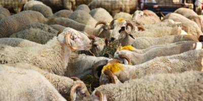 İzmir'deki pazarlarda kurbanlıklar alıcılarını bekliyor