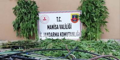 Ormanlık alanda damlama sulamayla kenevir yetiştirmişler