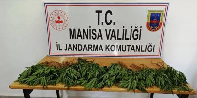 Sarıgöl'de ormanlık alanda ekili 60 kök Hint keneviri ele geçirildi