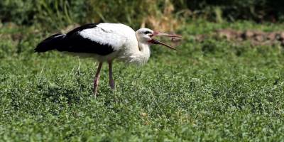 Aydın'da yavru leylekler avlanma mesaisinde