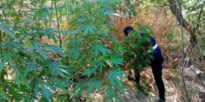 Gediz Nehri kenarında 40 kök kenevir ele geçirildi