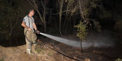 Ödemiş'teki yangında anıt zeytin ağaçları da zarar gördü