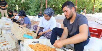 Kayısı hasadında bayram sonrası yoğun mesai