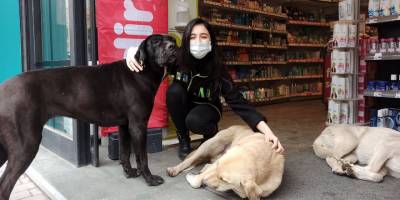 Soğuktan mağazaya sığınan köpeklere çalışanlar bakıyor