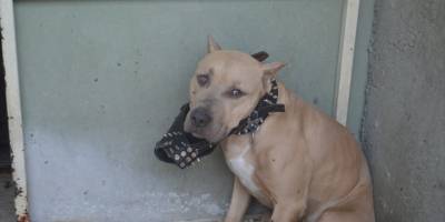 Afyonkarahisar'da pitbull cinsi köpeğin saldırısına uğrayan 2 kişi yaralandı