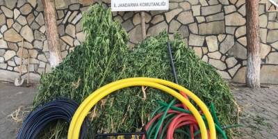 Manisa'da 590 kök Hint keneviri ele geçirildi