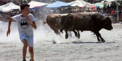 Aydın'da Germencik 6. Geleneksel Boğa Güreşi Festivali yapıldı