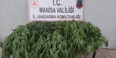 Manisa'da 43 kök Hint keneviri ele geçirildi