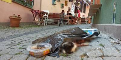 Sokak kedisini öldürüp mama kabının yanına attılar