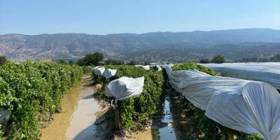 Manisa'da tarım alanlarında şiddetli yağmur ve dolunun verdiği zararın tespiti için çalışma yapıldı