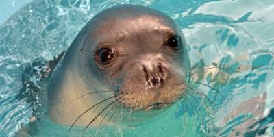 Yunanistan’ın ünlü foku Kostis zıpkınla öldürüldü