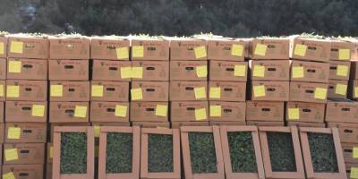 Muğla'da 500 bin tıbbi ve aromatik bitki fidesi dağıtıldı