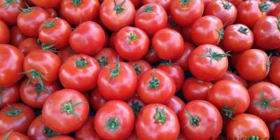 Assan Foods yeni domates işleme sezonunu açtı