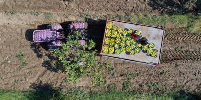 Dünyaca ünlü Aydın incirinde hasat başladı