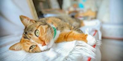 Fotoğraflarla analiz yapabilen mobil uygulama geliştirildi: Kediniz mutlu mu?